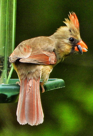 female Cardinal at sunflower seed feeder