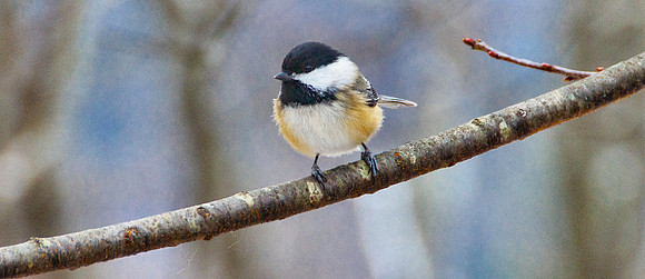 Chickadee