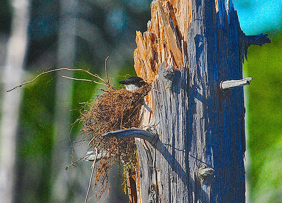 Tree Swallow