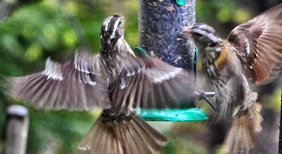 female Rose Breasted Grosbeaks at sunflower seed feeder