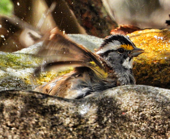 Chipping Sparrow in birdbath