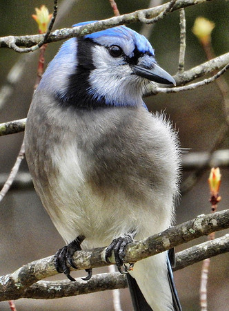 Blue Jay