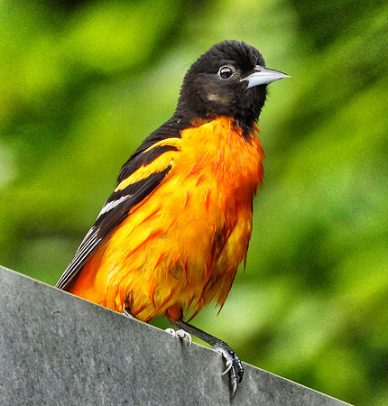 Baltimore Oriole