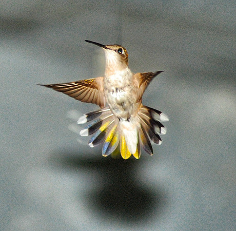 Female Hummingbird defending feeder