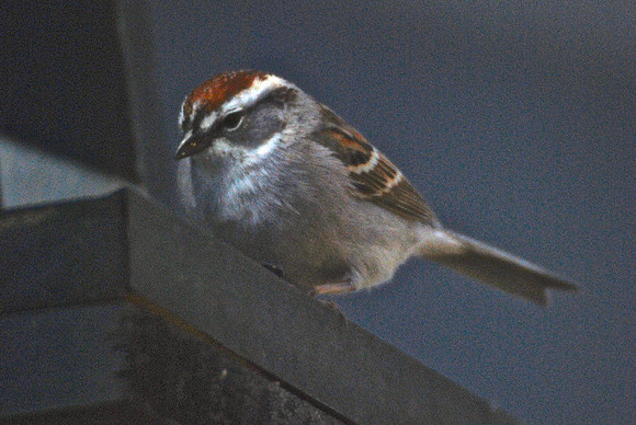 Redpole