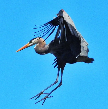 Heron landing at nest
