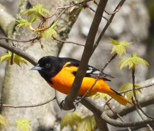 male Baltimore Oriole