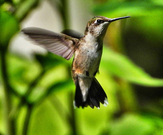 female ruby Throated Hummingbird in flight