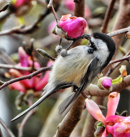 Black Capped Chickadee on Magnolia bloom