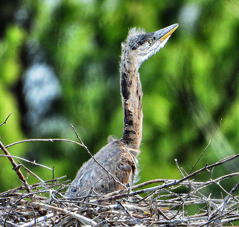 Heron chick watches for parent to return with food