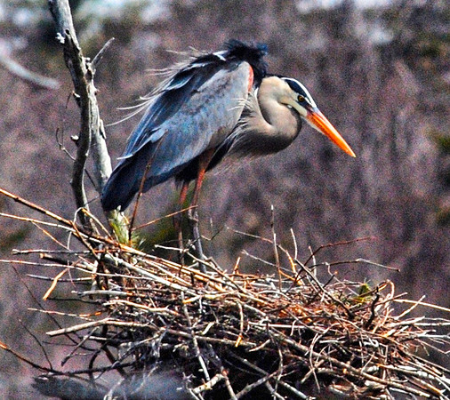 Great Blue Heron