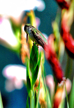 Female Ruby Throated Hummingbird naps on a Gladiolus bud