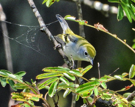 Yellow Warbler