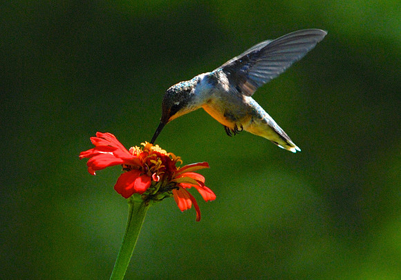 Female Ruby Throated Hummingbird