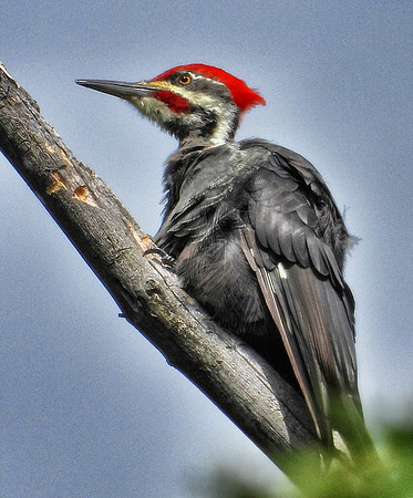 Pileated Woodpecker