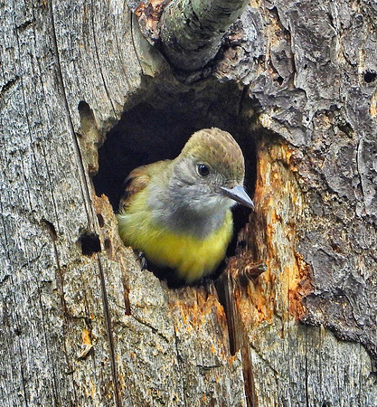 Great Crested Flycatcher in nest hole