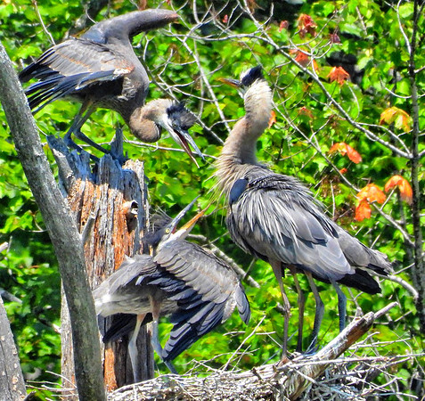 Heron feeds chicks in nest