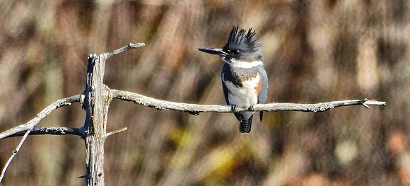 Kingfisher