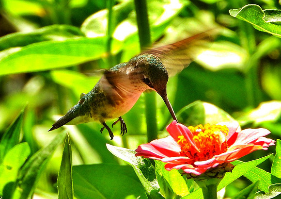 Hummingbird on zinnia bloom