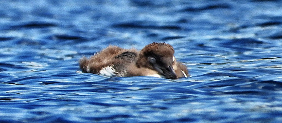 Common Loon Chick napping