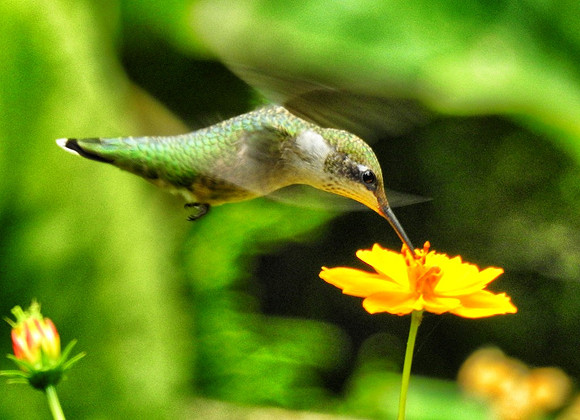 Hummingbird