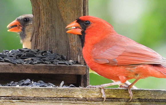 Cardinals in feeder
