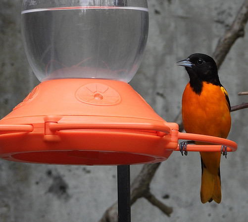 Baltimore Oriole at Oriole feeder