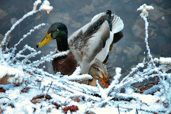 Mallard Duck pair after snow