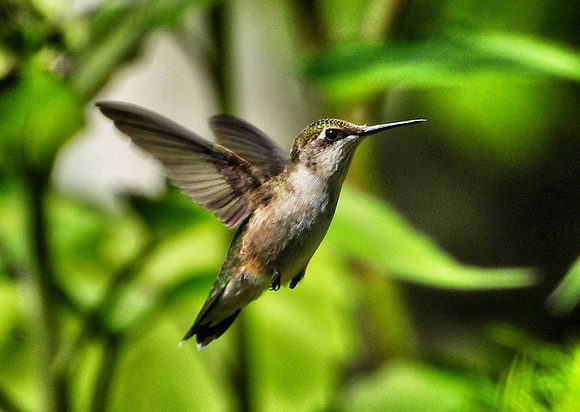 female ruby Throated Hummingbird in flight