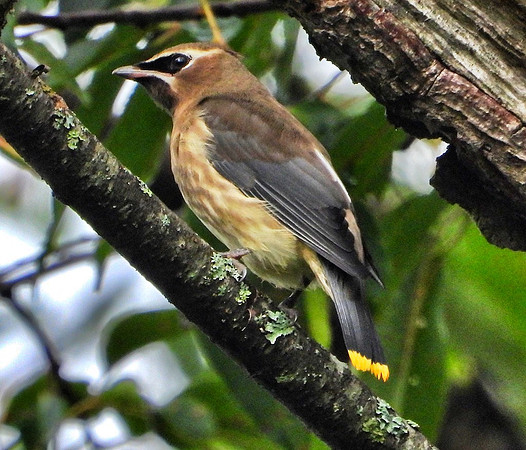 Immature Cedar Waxwing