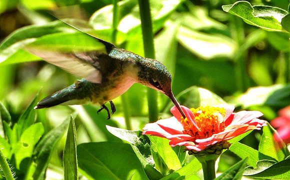 Hummingbird at zinnia bloom