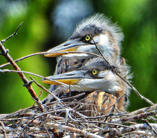 Heron chicks in nest