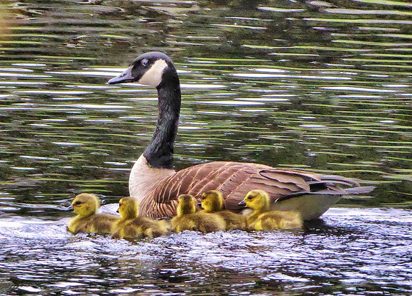 Canada Goose with Gosslings