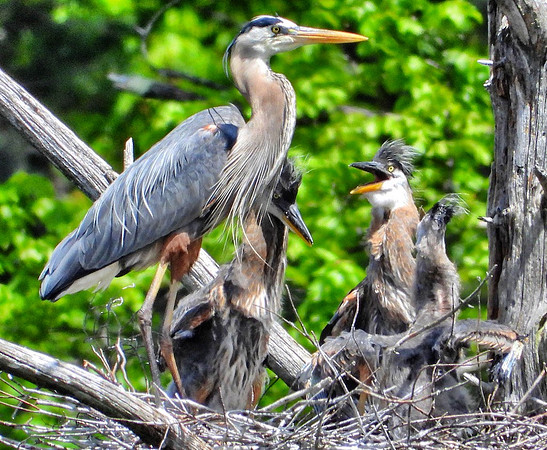 Heron in nest with chicks