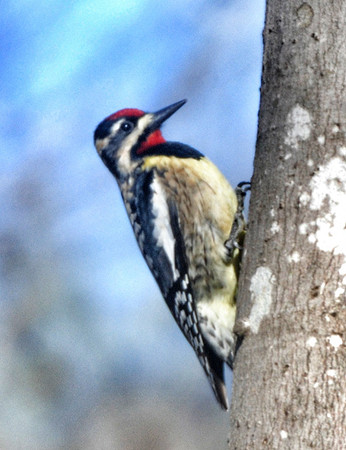 Yellow Bellied Sapsucker