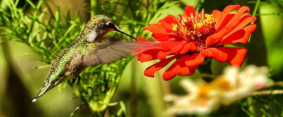 Hummingbird at Zinnia bloom