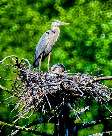 Great Blue Heron on nest at Beaver Pond