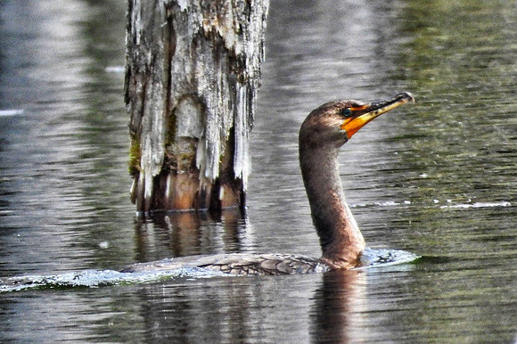 Double-Crested Cormorant on beaver pond