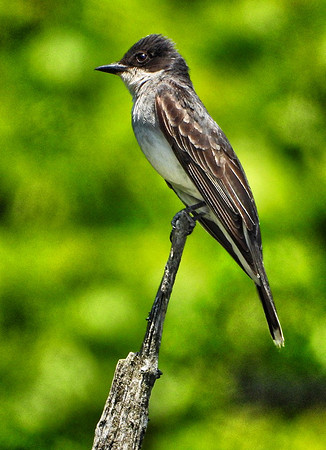 Eastern Kingbird