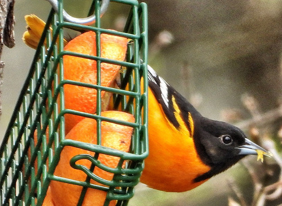male Baltimore Oriole at feeder with oranges
