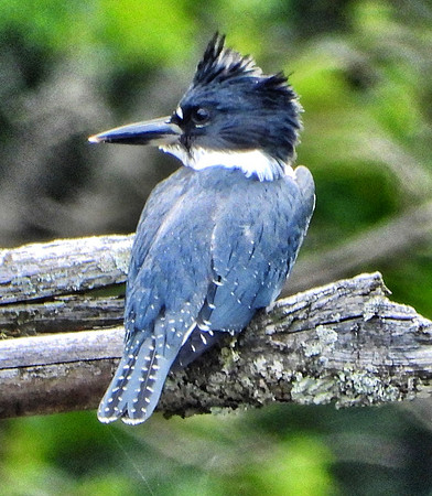 BeltedKingfisher at beaver pond
