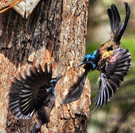 Common Grackle confrontation