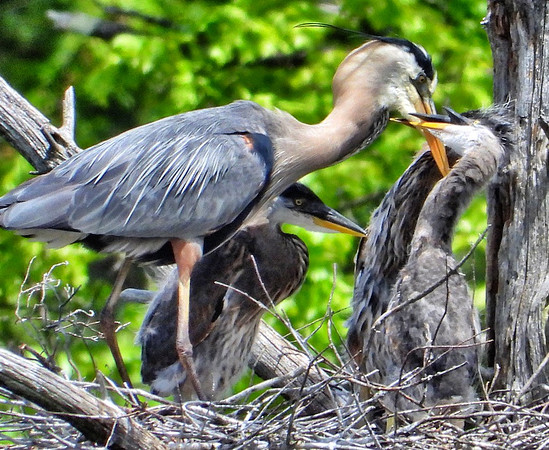 Heron feeds chicks in nest