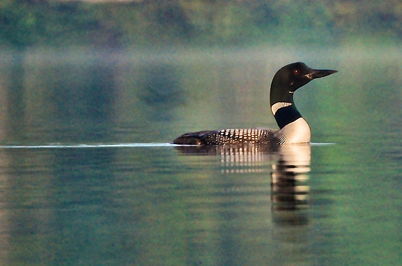 Male Loon