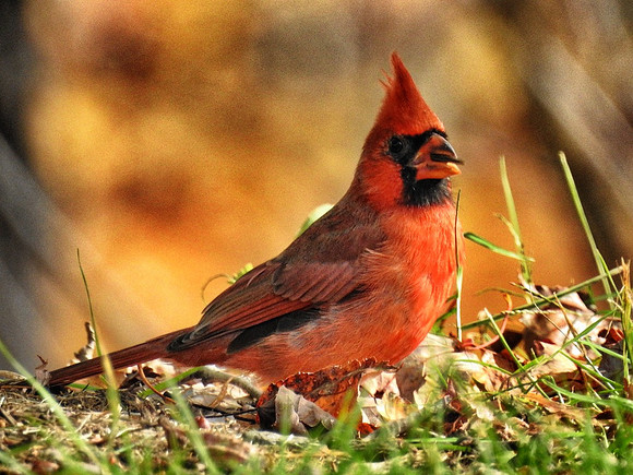cardinal