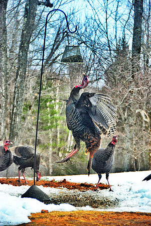 Turkey jumps to jostle the bird feeder to shake feed down to eat