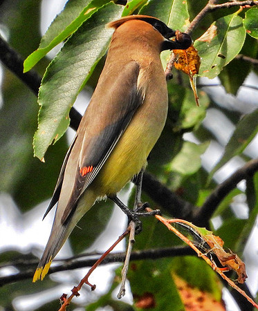Cedar Waxwing