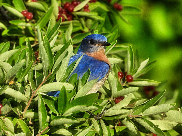 Bluebird