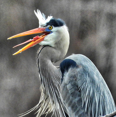 Great Blue Heron shows barbed tongue