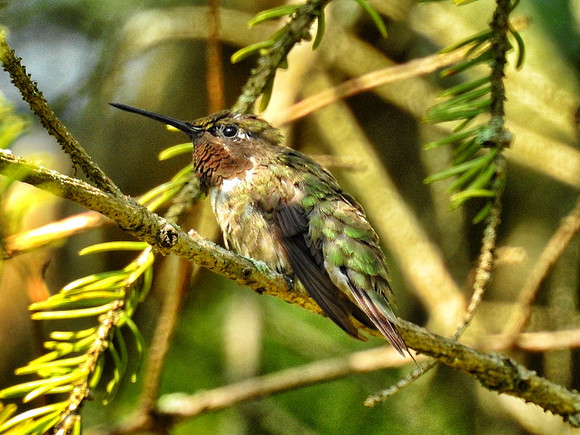 male Ruby-Throated Hummingbird